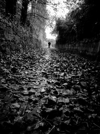 Compañero del Camino sobre alfombra de hojas caídas.